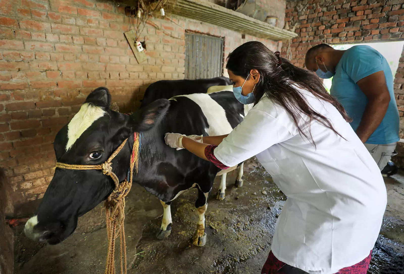 Charkhi Dadri-veterinary-doctors-vaccinate-a-cow-against-lumpy-skin-disease-at-a-villag-
